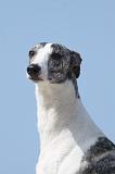WHIPPET 257